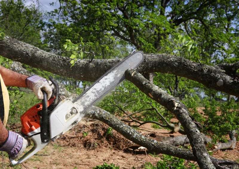 Birch Tree Removal in Reno, NV