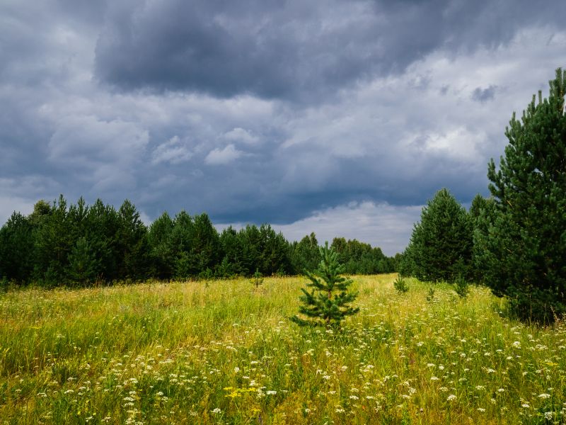 Thicket Clearing in Gwinnett County, GA