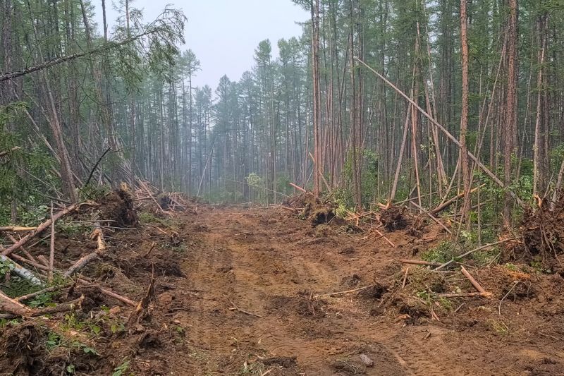 Underbrush Clearing in Gwinnett County, GA
